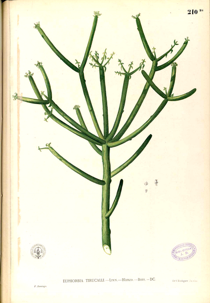 افوربیا تیروکالی